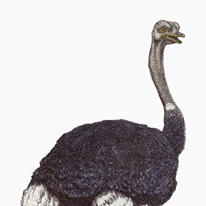 Black and white illustration of an ostrich