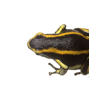 A black and yellow striped poison arrow frog (Dendrobatidae), view from above