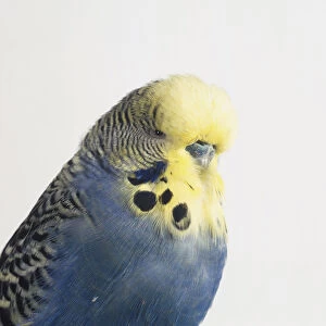 Blue Budgerigar (Melopsittacus undulatus) showing light yellow head feathers, profile view
