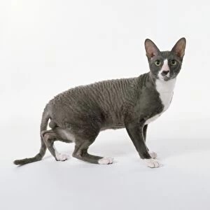 Blue and White Cornish Rex with crinkled eyebrows and whiskers and curly or wavy hair, standing