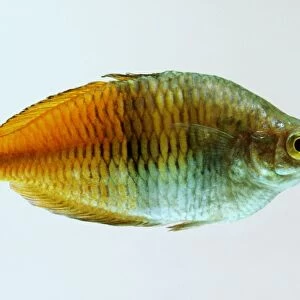 Boesmans rainbowfish (Melanotaenia boesemani), side view