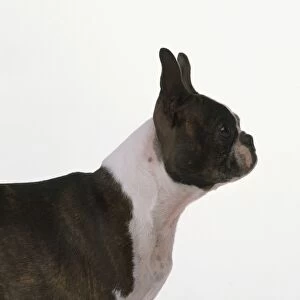 Boston Terrier, head and shoulders, side view