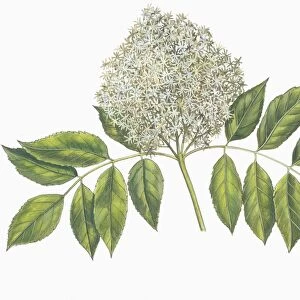 Botany, Oleaceae, Flowers of Manna Ash Fraxinus ornus, Illustration