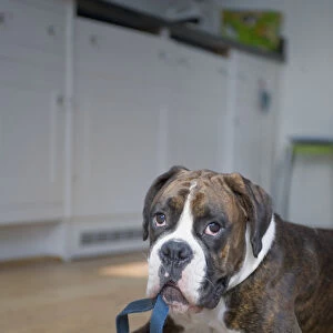 Boxer dog lying on kitchen floor holding leash in its mouth, close-up