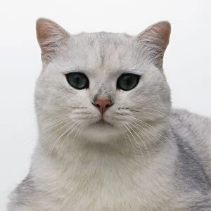 British Tipped shorthair cat, looking at camera