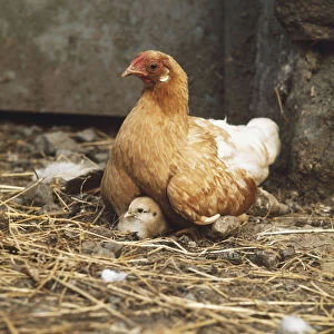 Brown Hen (Gallus gallus) and Chick sitting on straw-covered farmyard floor, side view