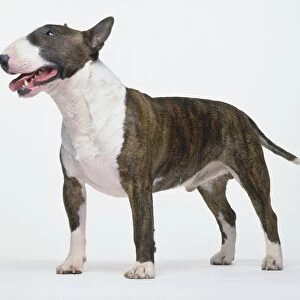 A brown and white bull terrier breed of dog on all fours. Specimen