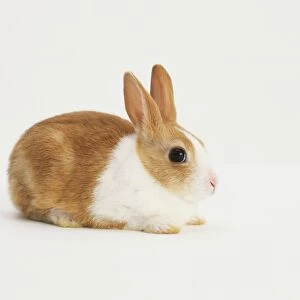 Brown and white rabbit, side view