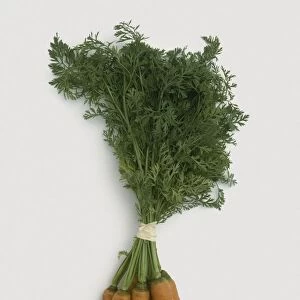 Bunch of carrots (Daucus carota) with leaves tied at stems