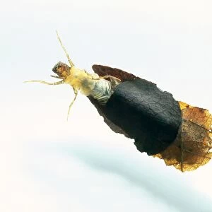 Caddis fly larva emerging from cocoon