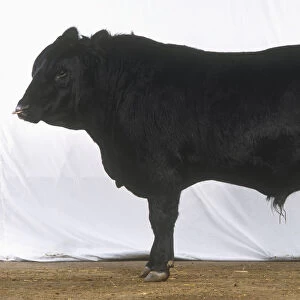 Camargue Cattle, black bull, side view