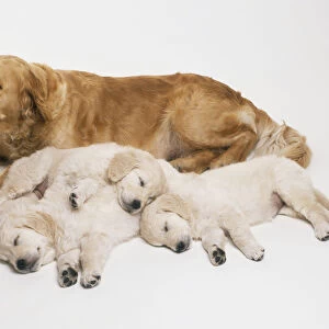 Canis familiaris, Golden Retreiver dog lying on its front next to three sleeping puppies