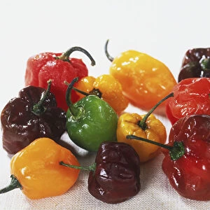 Capsicum annuum, bright green, yellow, red and purple Chilli peppers