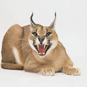 Caracal (Lynx caracal) sitting with mouth open, front view