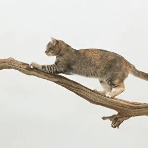 Cat climbing up branch - side view