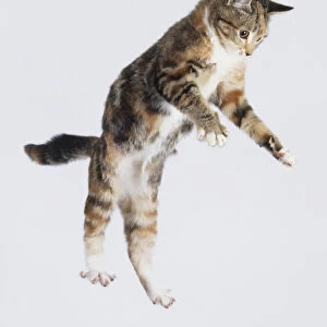 Cat Leaping - Front View
