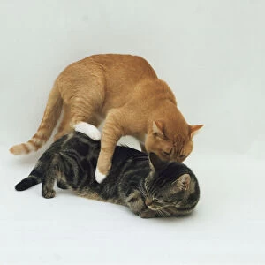 Two cats mating