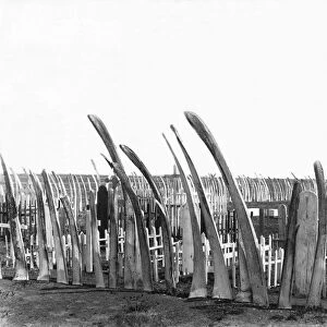 Cemetery Whale Bone Fence