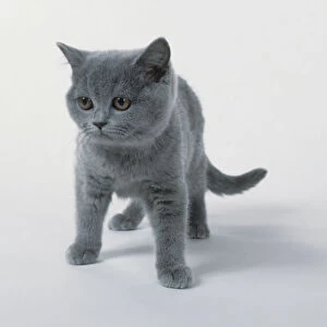 Chartreux kitten, standing, front view
