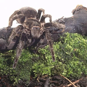 Chilean rose tarantula (grammastola rosea). Image makes it hard to identify the spiders fangs clearly. The fangs are covered in dark fur and the base of the fangs are orange