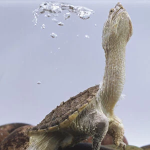 Chinese soft-shelled turtle, long thin snout, soft, flexible, flat brown shell allowing it to be camouflaged on river bed, sharp claws, stretching very long neck and raising head towards water surface to breathe, front view