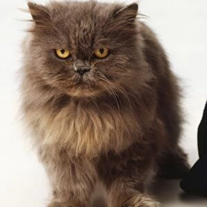 Chocolate-brown coloured Persian cat with golden eyes, short muzzle, small ears, grumpy expression, large paws, front view