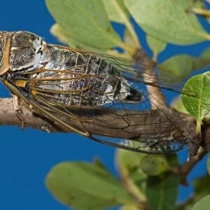 Cicada. Lyristes Plebejus