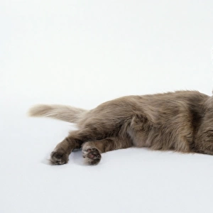 Cinnamon Angora cat, lying down, looking at camera