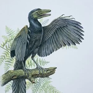 Close-up of an archaeopteryx perching on a branch (Archaeopteryx Lithographica)