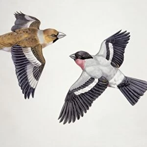Close-up of a hawfinch (Coccothraustes coccothraustes) flying with a bullfinch (Pyrrhula pyrrhula)