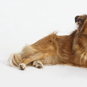 Collie mix dog (Canis familiaris) lying down, side view