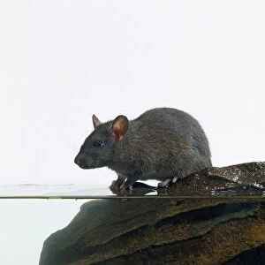 Common Rat (Rattus norvegicus) on rock at edge of water