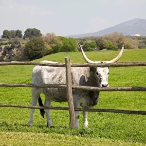 Cow of the Maremma. Vulci. Lazio. Italy
