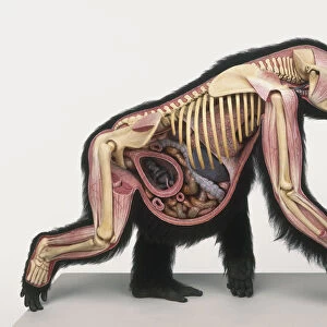 Cross-section model of pregnant Gorilla (Gorilla gorilla), side view