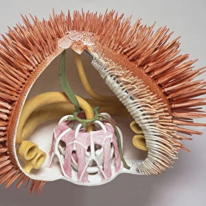 Cross-section model of sea urchin