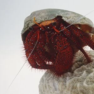 Dardanus megistos, Hermit Crab, red with bright black and white dots for camouflage, large eyes on end of stalks, ten legs with two huge pincers, standing on coral, front view