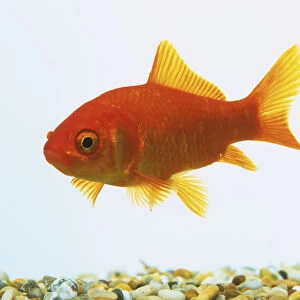 A deep orange Goldfish (Carassius auratus) in a tank, side view