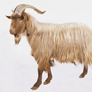 Domestic Goat (Capra aegagrus hircus), standing, side view