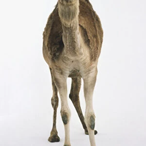 Dromedary Camel (Camelus dromedarius), standing, front view