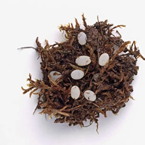 Eggs of a garden snail (Helix aspersa) in wet moss