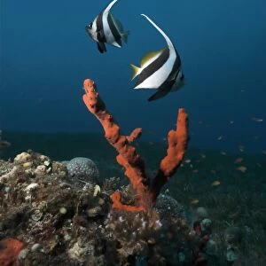 Egypt, Red Sea, two Schooling bannerfish (Heniochus diphreutes) swimming near a red finger sponge