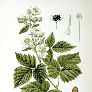 European Dewberry (Rubus caesius) Sprig of flower and flower buds and details of fruit and flowers