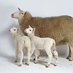Ewe with two Lambs, looking away