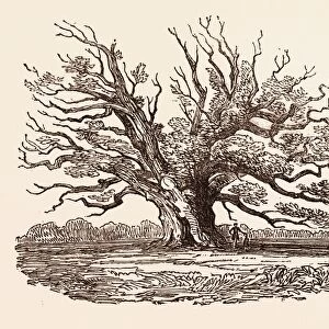 THE FAIRLOP OAK, IN HAINAULT FOREST in the London Borough of Redbridge, UK, britain
