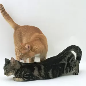 Female cat receptive for mating, in the mating position, as a ginger tom cat prepares to mount
