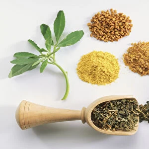Fenugreek presented in a variety of forms, fresh and dried leaves, whole, ground and crushed seeds, close up