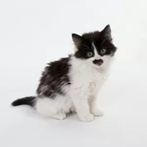 Fluffy black and white kitten