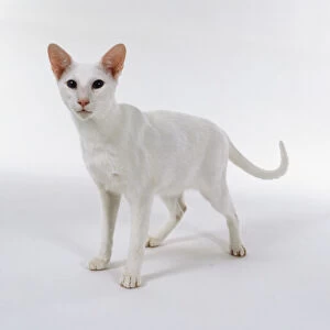 Foreign White Oriental shorthaired cat with pink nose and blue eyes, standing