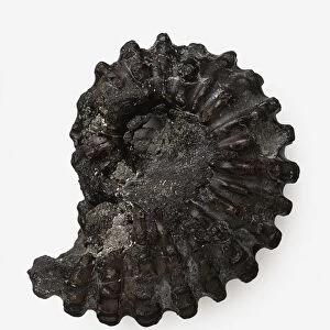 Fossilised Douvilleiceras mammilatum (Ammonite) shell, early Cretaceous era