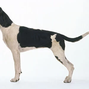 Foxhound: hound dog, standing